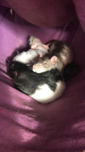 Pet Store «Zookeeper Exotics», reviews and photos, 9012 Research Blvd, Austin, TX 78758, USA