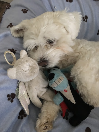 Pet Store «Tri-Creek Kennels», reviews and photos, 5641 US-129, Pendergrass, GA 30567, USA