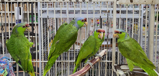 Pet Store «Louis Birds Pets & Supplies», reviews and photos, 80 Keyes St, San Jose, CA 95122, USA
