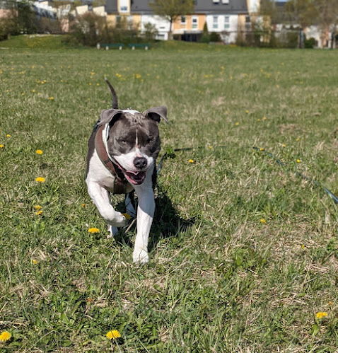 Hundeschule Erding - Talk to Dogs - Hundeschule