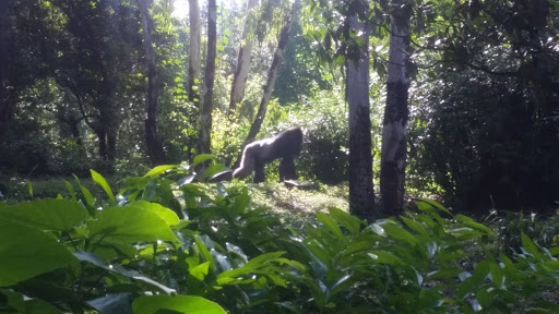 Tourist Attraction «Kali River Rapids», reviews and photos, Asia, Kissimmee, FL 34747, USA