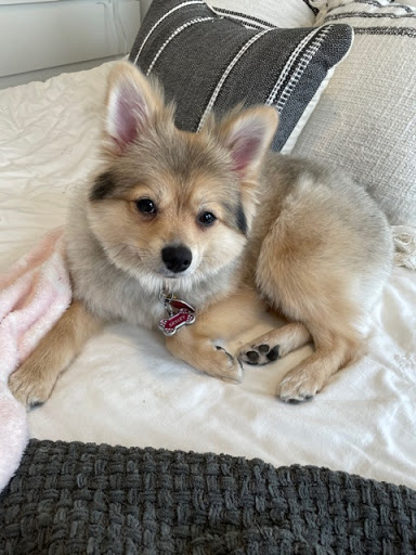 Brookline Grooming & Pet Supplies, 146 Harvard St, Brookline, MA 02446, USA, 