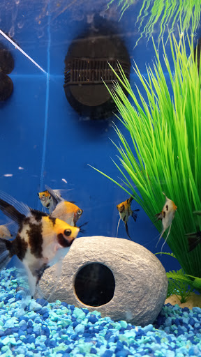 Pet Supply Store «PetSmart», reviews and photos, 24005 U.S. 27, Lake Wales, FL 33859, USA