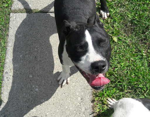 Pet Supply Store «Detroit K-9 Pet Supplies», reviews and photos, 7030 Michigan Ave, Detroit, MI 48210, USA