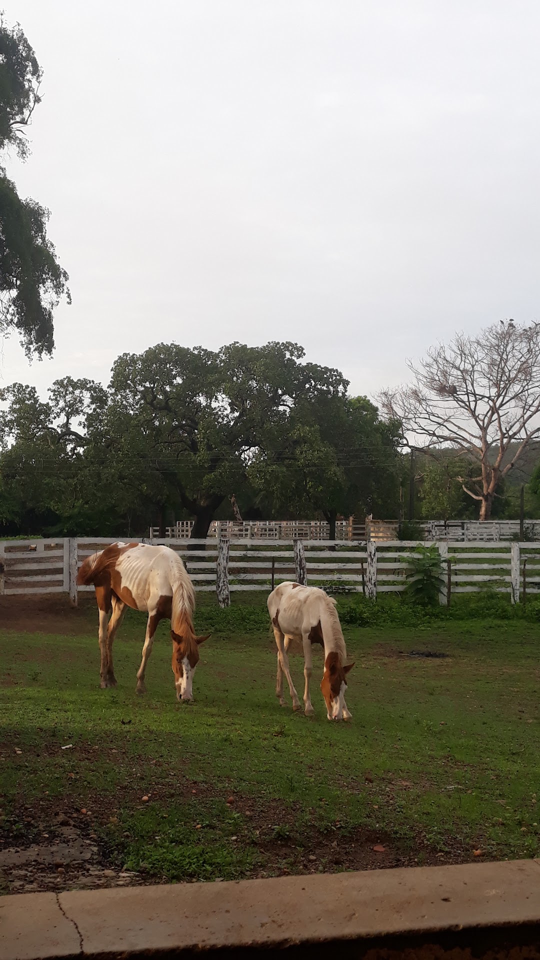 FAZENDA BURITI BRAVO