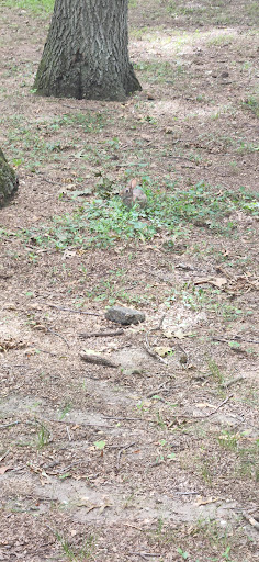 State Park «Valley Stream State Park», reviews and photos, Valley Stream State Park Rd, Valley Stream, NY 11580, USA