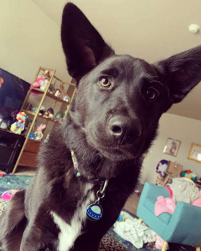 Pet Supply Store «Natural Pet Center», reviews and photos, 3037 13th Ave S, Fargo, ND 58103, USA