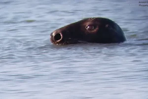 guide en baie de Somme : phoque baie de Somme/ visites guidées image