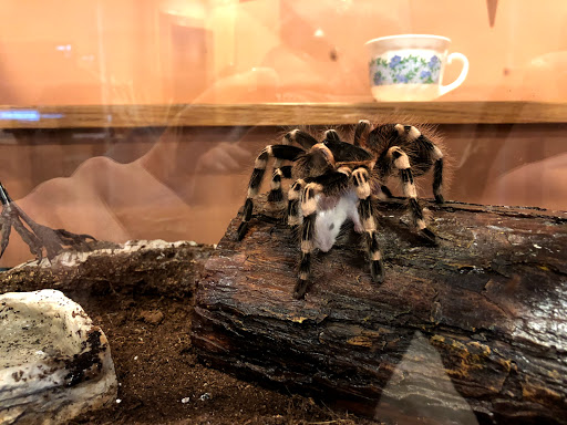 Pet Supply Store «Atlas Pet Supply», reviews and photos, 17375 US-10, Elk River, MN 55330, USA