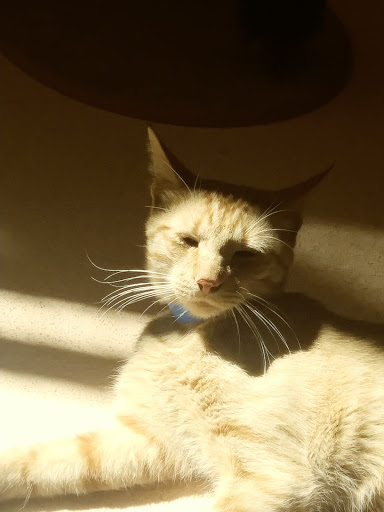 Animal Shelter «Humane Society of El Paso», reviews and photos