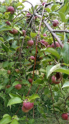 Altamont Orchards Inc. image 9