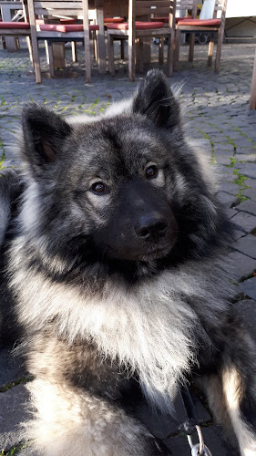Rezensionen über Meuri`s mental Dog Art in Frauenfeld - Hundeschule