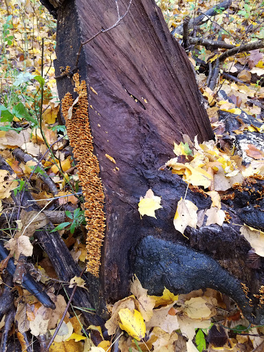 Nature Preserve «For-Mar Nature Preserve & Arboretum», reviews and photos, 2142 N Genesee Rd, Burton, MI 48509, USA