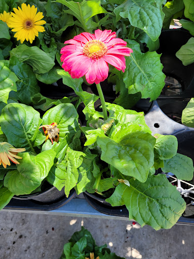 Home Improvement Store «The Home Depot», reviews and photos, 9361 Kingston Pike, Knoxville, TN 37922, USA