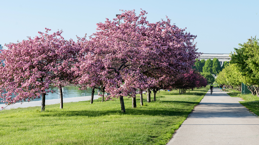 Park «Millennium Park», reviews and photos, 201 E Randolph St, Chicago, IL 60602, USA