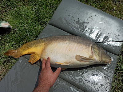 Etang de peche a la journée carpe carnassier à Mozé-sur-Louet