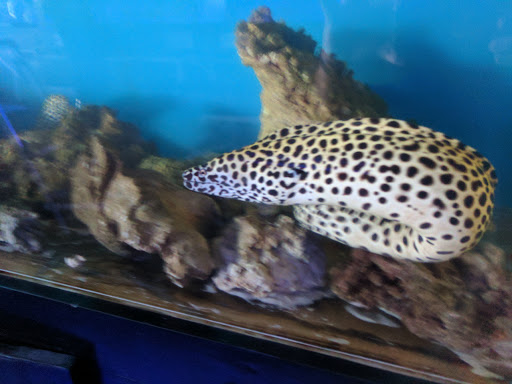 Tropical Fish Store «AquaTerra», reviews and photos, 8492 Gravenstein Hwy, Cotati, CA 94931, USA