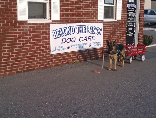 Beyond the Basics Dog Care