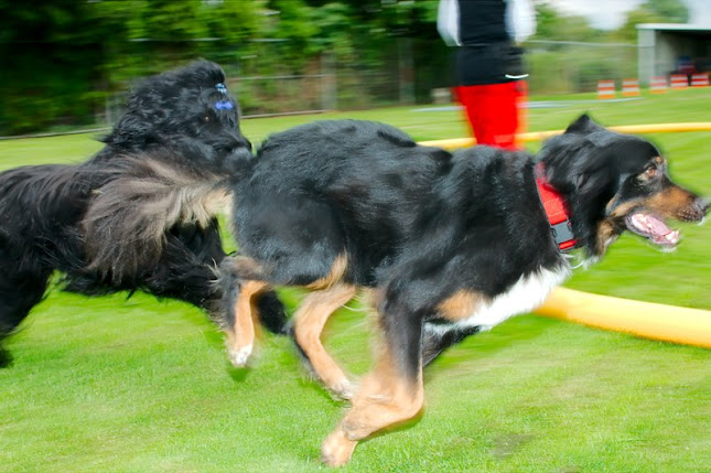 Hundeschule Hütten