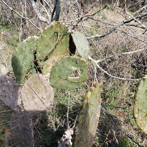 Nature Preserve «Jackson Nature Park», reviews and photos, 9284 County Rd 401, Stockdale, TX 78160, USA