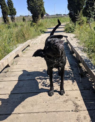 Dog Park «Beck Lake Off-Leash Dog Area», reviews and photos, 9700 Gloria Ct, Glenview, IL 60025, USA