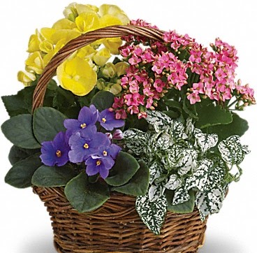 Florist «Bruce Flowers», reviews and photos, 454 Main Ave, Norwalk, CT 06851, USA