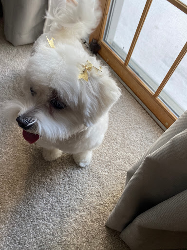 Pet Supply Store «Petco Animal Supplies», reviews and photos, 86 Storrs Rd, Mansfield Center, CT 06250, USA