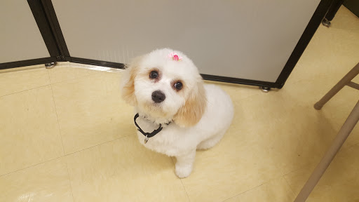 Pet Supply Store «Petco Animal Supplies», reviews and photos, 2435 N Hwy 67, Florissant, MO 63033, USA