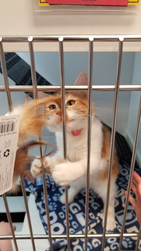 Pet Store «Petland Las Vegas», reviews and photos, 8800 W Charleston Blvd #3, Las Vegas, NV 89145, USA