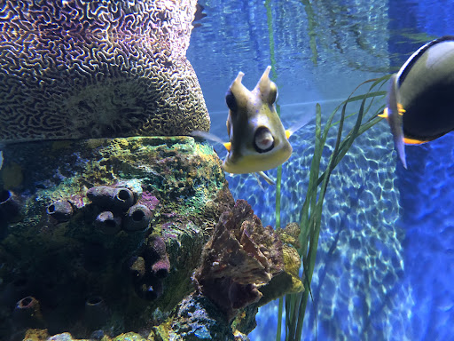 Museum «Tropical Discovery», reviews and photos, 2900 E 23rd Ave, Denver, CO 80205, USA