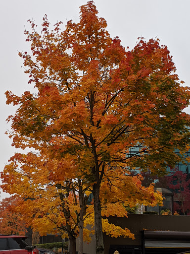 Movie Theater «AMC Loews Factoria 8», reviews and photos, 3505 Factoria Blvd SE, Bellevue, WA 98006, USA