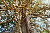 沢尻の大ヒノキ(サワラ)
