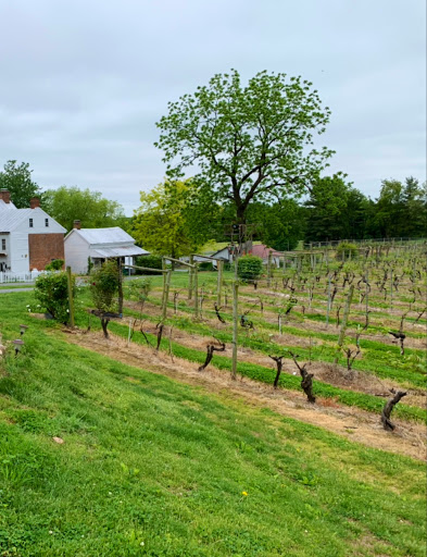 Vineyard «Elk Run Vineyards», reviews and photos, 15113 Liberty Rd, Mt Airy, MD 21771, USA