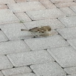 Photo n°24 de l'avis de Silvana.g fait le 16/07/2020 à 15:30 sur le  Caffè il Carillon à Sant'Anna Avagnina