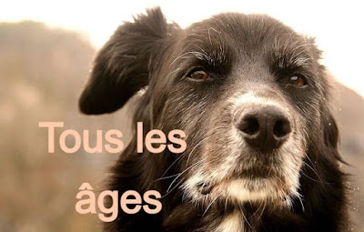 Prestige Canin - Educateur et Comportementaliste Canin à Saint-Jorioz