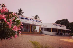 SHYAMALA DEVI HATCHERY image