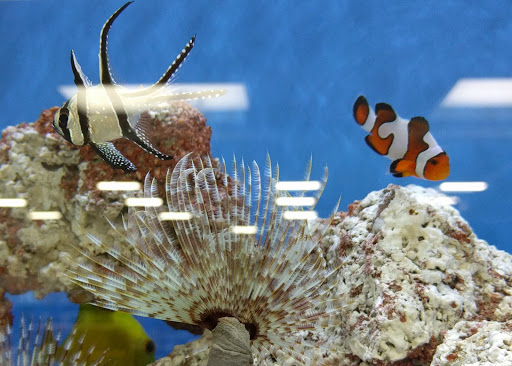 Pet Supply Store «Petco Animal Supplies», reviews and photos, 3680 Spencer Hwy, Pasadena, TX 77504, USA