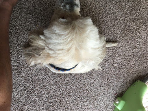 Pet Supply Store «PetSmart», reviews and photos, 13927 New Halls Ferry Road, Florissant, MO 63033, USA