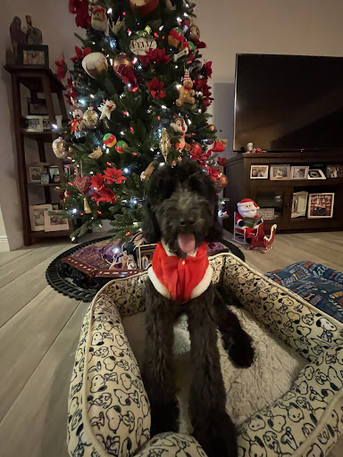 Pet Supply Store «Dog Gone Holistic-SouthShore», reviews and photos, 13131 US-301, Riverview, FL 33578, USA