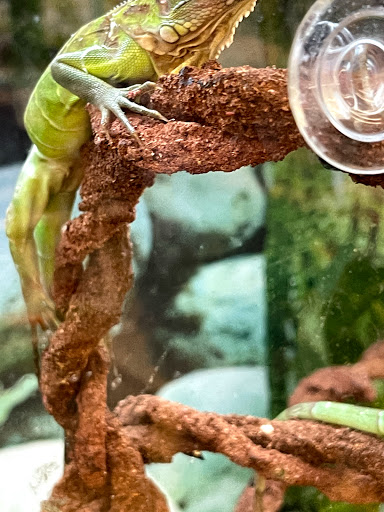 Pet Supply Store «Petco Animal Supplies», reviews and photos, 1945 W Palmetto St #250, Florence, SC 29501, USA