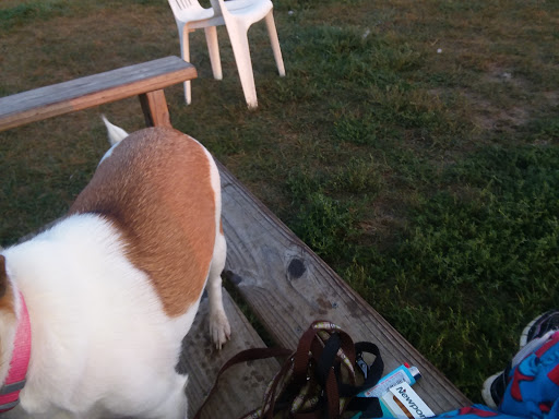 Pet Groomer «Fairview Pet Center», reviews and photos, 1451 S M 52, Owosso, MI 48867, USA