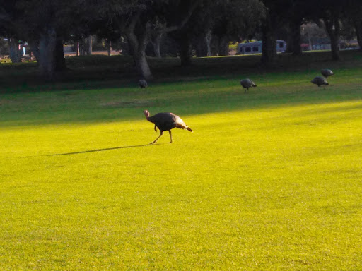 Public Golf Course «Morro Bay Golf Course», reviews and photos, 201 State Park Rd, Morro Bay, CA 93442, USA
