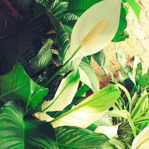 Florist «Westgate Flower & Plant Shop», reviews and photos, 841 S Oak Park Ave, Oak Park, IL 60304, USA