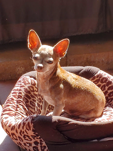 Pet Supply Store «Tre Bone Pet Supply LLC», reviews and photos, 8326 N Lombard St, Portland, OR 97203, USA