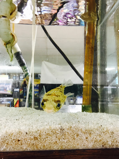 Tropical Fish Store «J B Tropical Fish», reviews and photos, 1950 N Black Horse Pike, Williamstown, NJ 08094, USA
