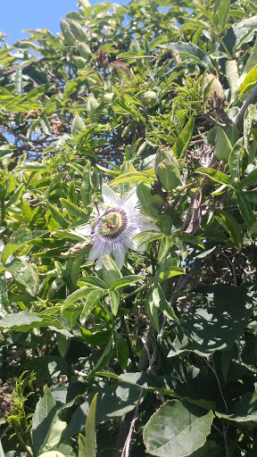 Public Golf Course «Chester Washington Golf Course», reviews and photos, 1818 Charlie Sifford Dr, Los Angeles, CA 90047, USA