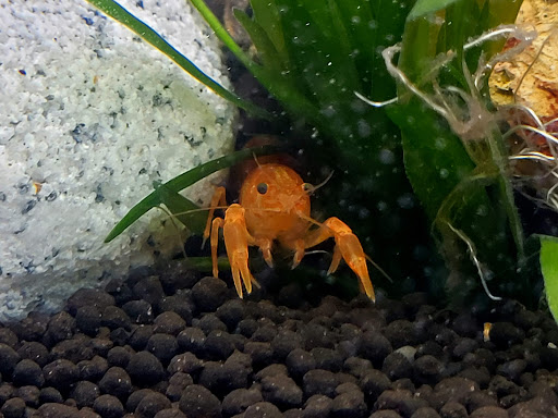 Pet Supply Store «PetSmart», reviews and photos, 7340 W 191st St, Tinley Park, IL 60487, USA