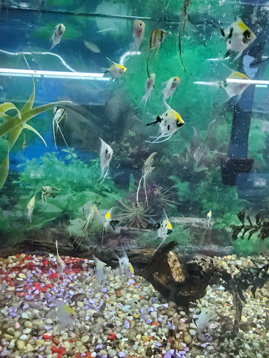 Pet Store «North East Discount Pet Center», reviews and photos, 49 Bridge St #5, Pelham, NH 03076, USA