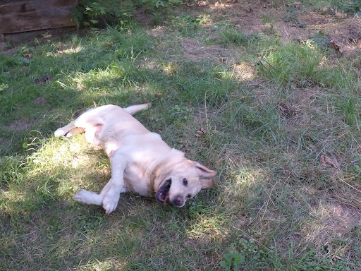 Chenils pour chiens en pension dans Toulouse