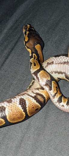 Pet Supply Store «PetSmart», reviews and photos, 1600 N Jackson St #310, Tullahoma, TN 37388, USA